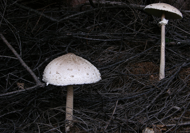 Lepiota e Macrolepiota da determinare.